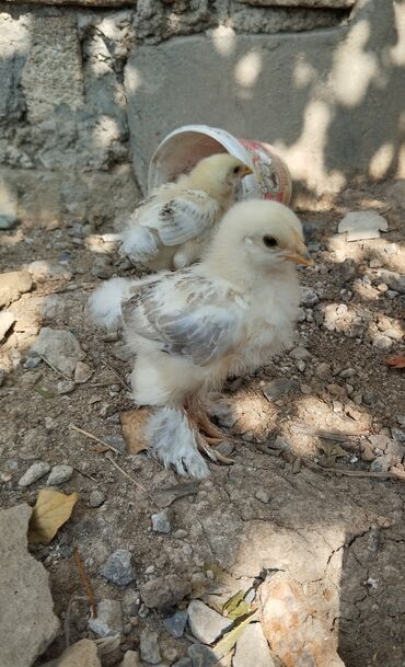kend colpaları: Куриные цыплята, Для разведения, Самовывоз