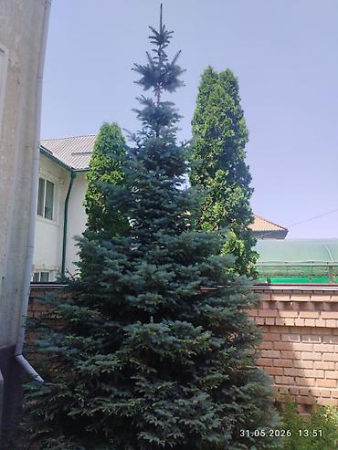 слива ягоды: Ель голубая (Picea pungens glauca), взрослая декоративная. - — 1
