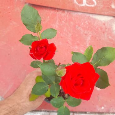 1 kub neçə kvadrat metrdir: Topdan satiş qimete Hazir qabda istenilen gun torpaqa ekmek olar iyli lalafo.az -da 1 kub neçə kvadrat metrdir: Topdan satiş qimete Hazir qabda istenilen gun torpaqa ekmek olar iyli