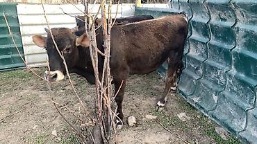 Коровы, быки: Продаю | Бык (самец) | На откорм — 10