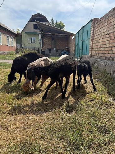 Баран, овца: Продаю | Ягненок | На забой at lalafo.kg — 5 Баран, овца: Продаю | Ягненок | На забой — 5