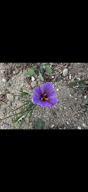 Qida məhsulları: Safran – bütöv tellər, şüşə qabda - Məhsul: Safran (Crocus sativus) – — 7