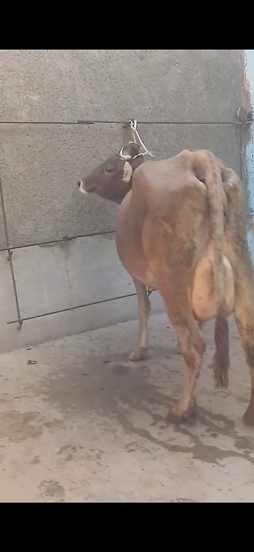 приют для собак баку: Süd istiqamətli inək – buzovla birlikdə - Şəkillərdə görüldüyü kimi — 10
