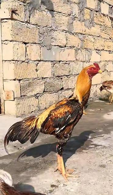heyrati barter: Xoruz, Heyratı, il: 1, Ödənişli çatdırılma — 2