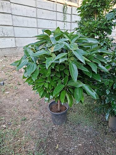 Другие комнатные растения: Комнатное растение с длинными, узкими листьями насыщенного зеленого — 5