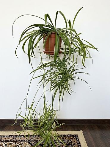 guldəfnə bitkisi: Xlorofitum (Chlorophytum) – Ev və ofis üçün otaq bitkisi Çox sağlam — 2