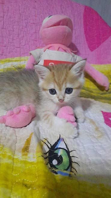Животные: Baltik rəng çalarlarında, çox tüklü və yumşaq balaca pişik balaları. - — 1