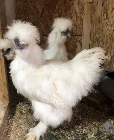 бройлеры оптом: Цыплята породы - китайские шёлковые декоративные шабо., бентамки