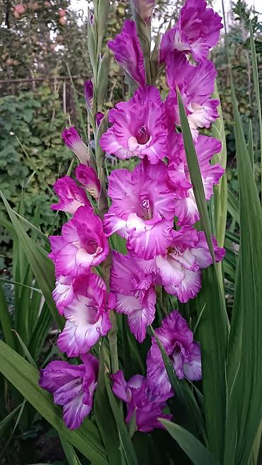 Другие садовые цветы и кустарники: Гладиолусы — срезочные и садовые сорта, показанные на фото: - — 6