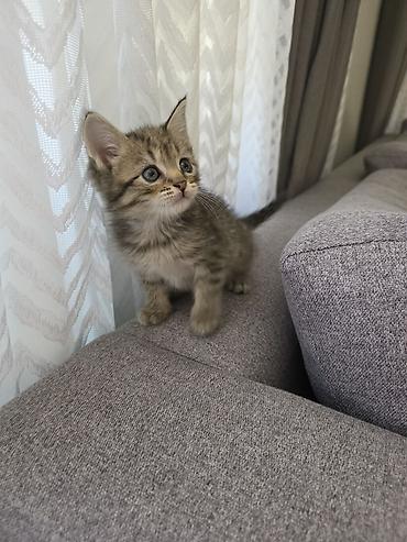 heyvan bazari: Şirin görünüşlü bala pişik. Tükləri qısa və sıx quruluşludur, rəngi — 7