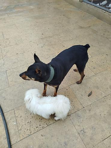 dişi doberman: Doberman, 1 il, Dişi, Peyvəndli, Ödənişli çatdırılma — 4