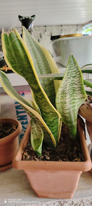 zolotoy us bitkisi: Sansevieria (Qayın dili) – qızılı kənarlı, zolaqlı yaşıl yarpaqlı — 1