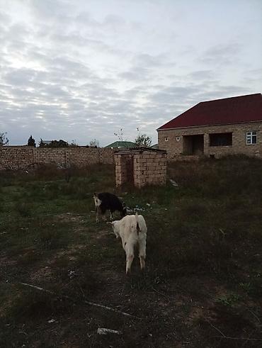Keçilər, çəpişlər: Əvvəla salam heyvanr özumundu alverçi deyiləm qara Amerikana alpinidir — 4