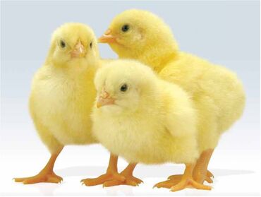 клетка для курицы: Продаю | Цыплята | Хай-Лайн Соня Грей | Для разведения, Несушки