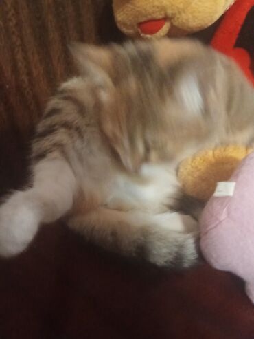 Pişiklər: Şotland toppuş az tüklü ba la şirindi tippusdu — 4