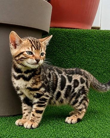 Pets & Animals: Registrovana odgajivačnica MMaestro_bengal ponosno predstavlja dva — 9