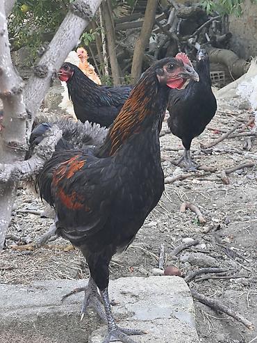 Toyuq, Damazlıq, Ünvandan götürmə lalafo.az -da Toyuq, Damazlıq, Ünvandan götürmə