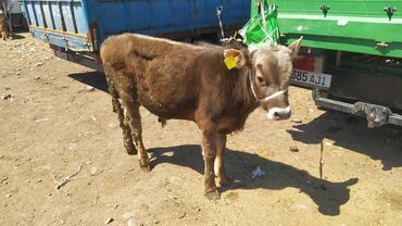 Коровы, быки: Продаю | Бык (самец) | На откорм