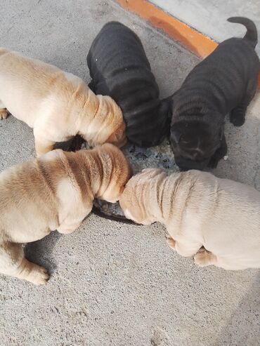 Продажа собак: Щенки шарпея - Порода: шарпей, классические «морщинки», плотная — 2