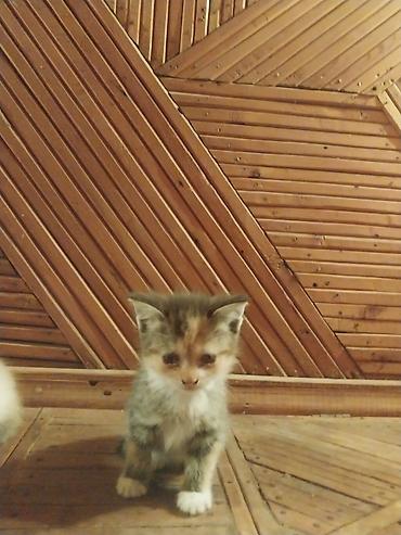 кошка регдолл: Отдам красивых котят в хорошие руки — 4