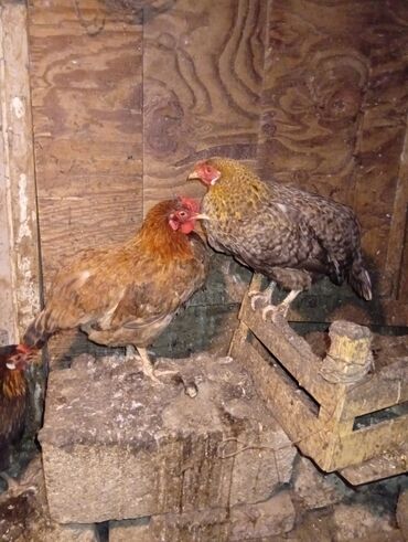 toyuq yem qabı: Toyuq, Damazlıq, Ünvandan götürmə