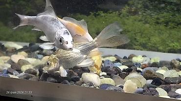 koi balığı: Sülhsevər — 8