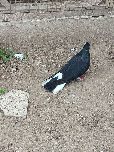 Göyərçinlər: Məhsul: Ev göyərçinləri (bir neçə fərqli rəngdə) Təsvir: Salam. 4 — 3