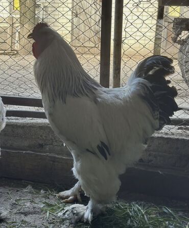 продать петуха мраморного кохинхина: Продаю | Петух | Полубрама, Брама | На забой, Для разведения
