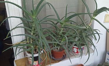Aloe: Алоэ лечебная 3 штуки. Высота у двоих 60 сма другого 50см. 8 лет