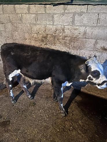 Коровы, быки: Продаю | Музоо, торпок | На откорм — 3