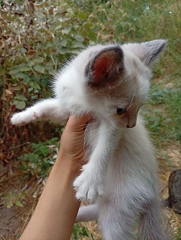 вязка коты: Отдам котят в добрые руки. Мы живём в Панфиловке, но если будете — 2