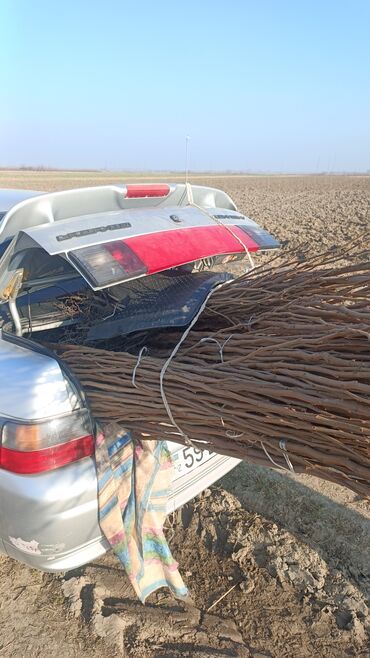 Tinglər: Təmiz və sağlam tingler isteyirsinizse bzmle əlaqə saxlaya blərsniz -da lalafo.az — 13 Tinglər: Təmiz və sağlam tingler isteyirsinizse bzmle əlaqə saxlaya blərsniz — 13