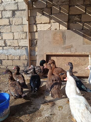 Ördəklər: 2 eded 6 ayliq yaxshi beslenmish ruan ordek(erkek dishi)cutu 125azn 5 -da lalafo.az — 10 Ördəklər: 2 eded 6 ayliq yaxshi beslenmish ruan ordek(erkek dishi)cutu 125azn 5 — 10