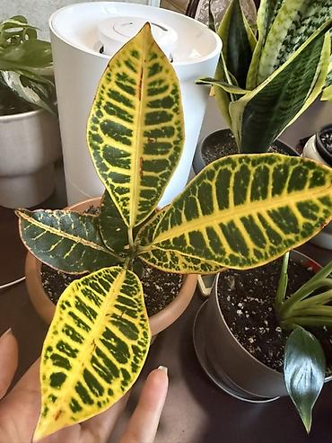 guldəfnə bitkisi: Kroton (Codiaeum variegatum) – dekorativ yarpaqlı otaq bitkisi - — 1