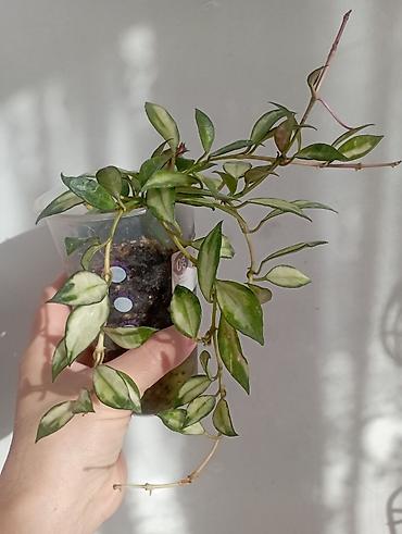 Хойи: Хойи в продаже! Номер по фото, названия и цены указаны: #1 — 5