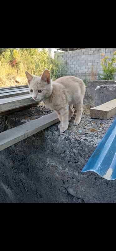 котята отдам в добрые руки: Отдам в добрые руки