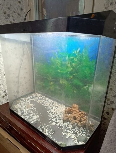 аквариум для черепах: Срочно продаю аквариум, состояние хорошее, глубокий, на цену можем