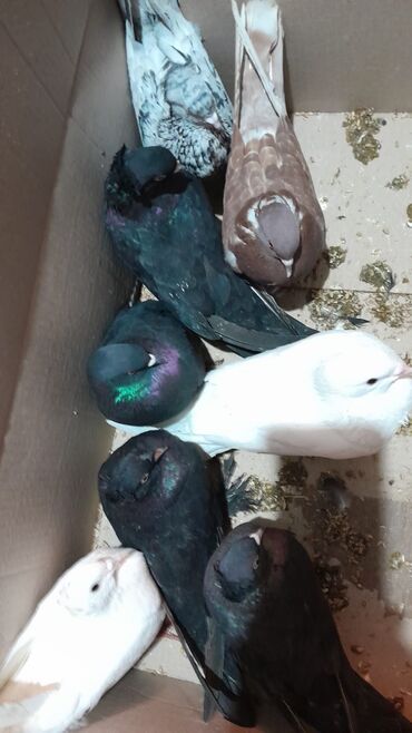 QAZ: QAZ 3110 Volga: 2.4 l | 1999 il 25800 km Sedan — 13