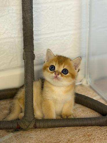 Pişiklər: Britan — 10