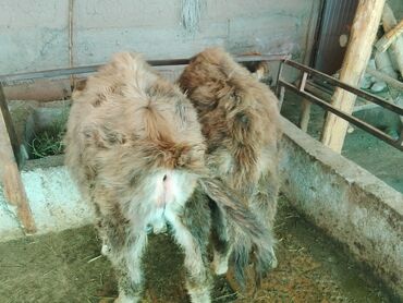 Коровы, быки: Продаю | Тёлка | Алатауская, Полукровка | Для разведения | После отела — 28