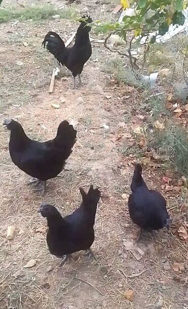 Hinduşka: Erkək, Kanada, Holland, Amerika, Damazlıq, Pulsuz çatdırılma — 27