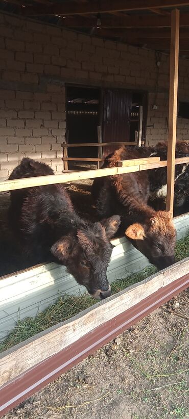 Коровы, быки: Продаю | Тёлка | Полукровка | На откорм | Племенные — 5