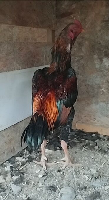 собака доберман сколько стоит: Сатам | Короздор | Тебиштирүүчү | Көбөйтүү үчүн