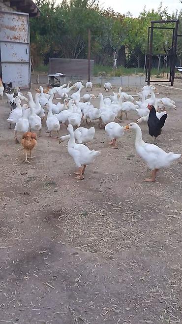 tap az goyercin satisi: Təmiz qaz Linda balaları. 80 yaxın yumurta verir. Həm ətlik həm — 2
