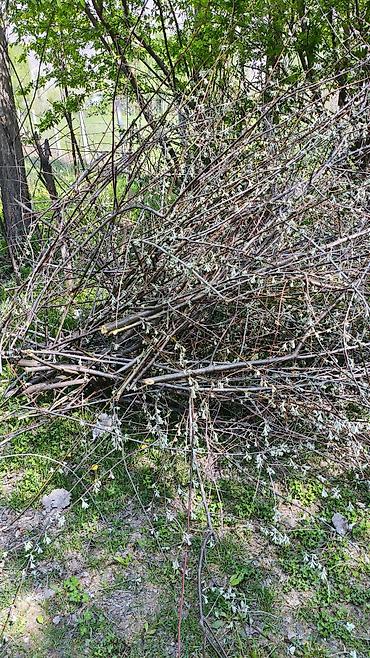 Дрова: Дрова Тополь, Самовывоз — 11