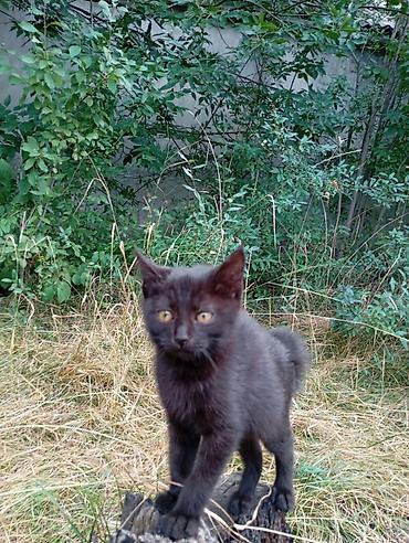 каракол животных: Кошка даром: Беспородная, 4 месяца, Мальчик — 3