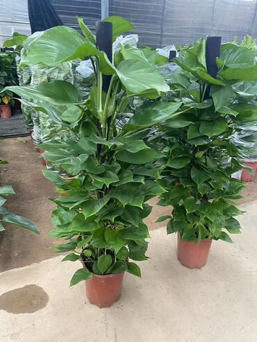 Другие комнатные растения: Предлагаются различные комнатные растения в горшках. В наличии кротоны — 7