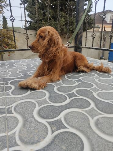 İtlər: Koker spaniyel, 1 il, Erkek, Peyvəndli -da lalafo.az — 3 İtlər: Koker spaniyel, 1 il, Erkek, Peyvəndli — 3