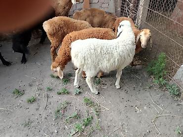Баран, овца: Продаю | Ягненок at lalafo.kg — 6 Баран, овца: Продаю | Ягненок — 6