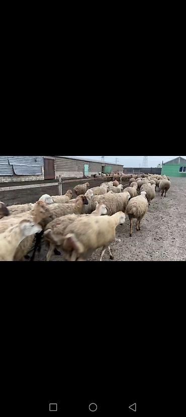 ətlik inək cinsləri: Qoyun sürüsü – damazlıq üçün — 1